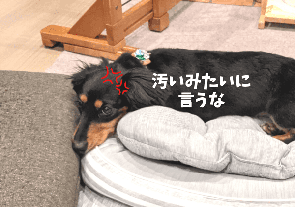 寝そべる犬