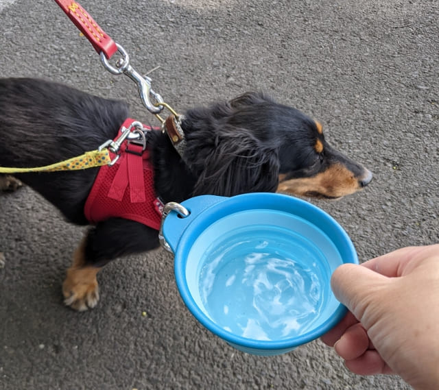 犬の水飲み容器