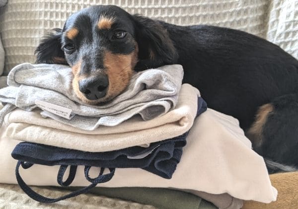 洗濯ものの上で寝る犬