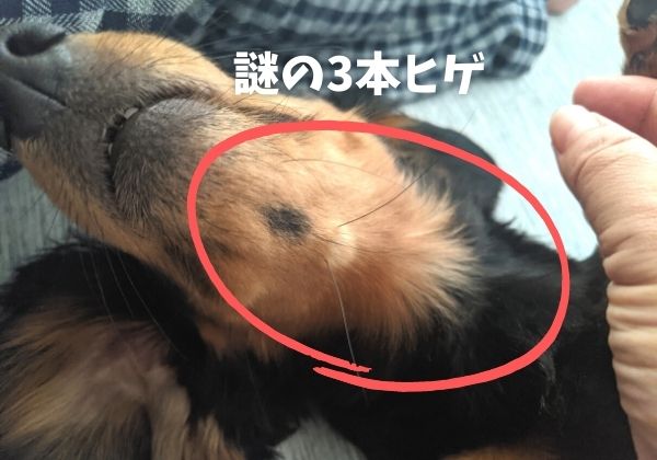 犬の顎のヒゲ