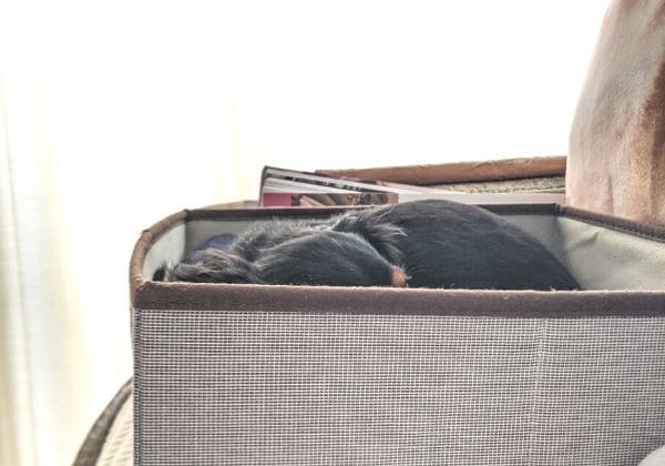 衣装ケースの中で寝る犬
