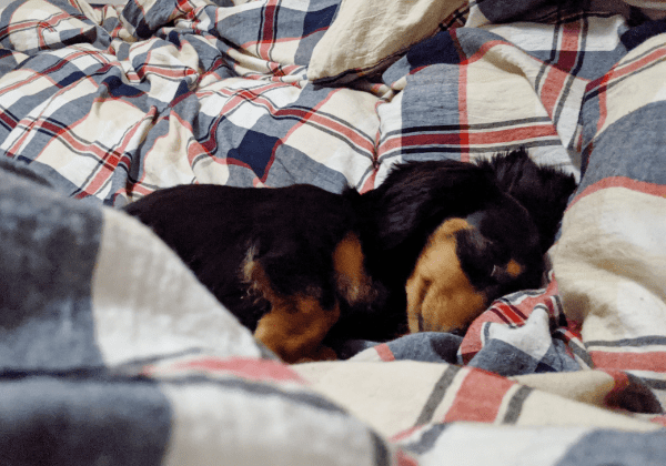 ベッドを占領する犬
