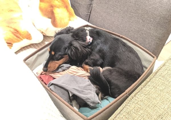 洗濯ものの上で寝る犬