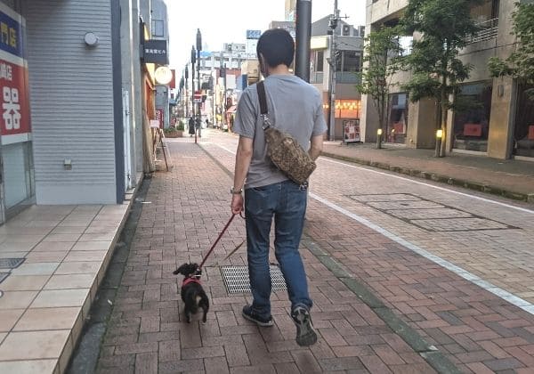 散歩をする犬