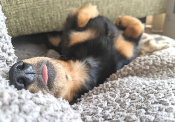 舌を出して寝る犬